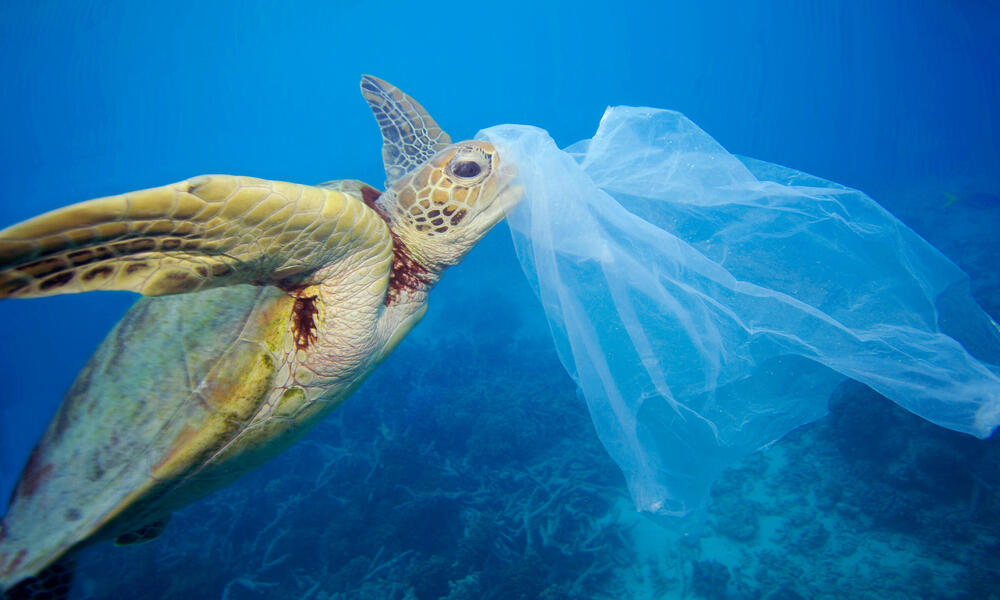 TURTLE WITH THE PLASTIC BAG